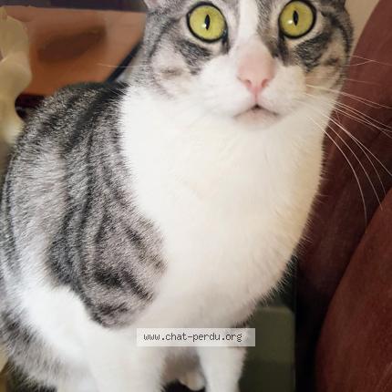 Foto 2/2 Fidel Chat perdido en Serris