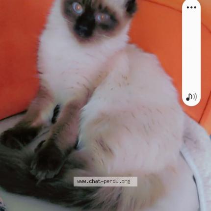 Foto 1/1 Chanel "chacha" Chat perdido en Bellegarde sur valserine