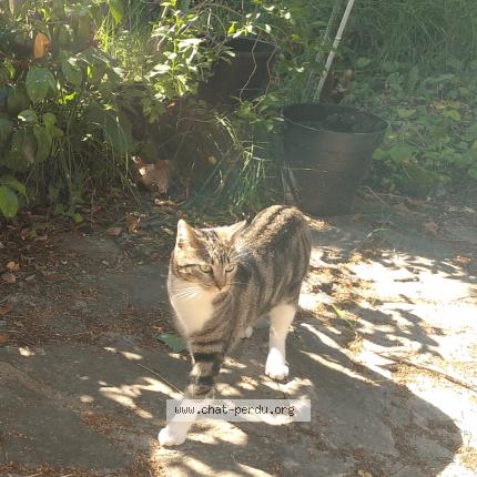 Foto 1/1 Chaussette Chat perdido en Aube