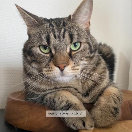 Foto 2/3 Sirius Chat perdido en Paris