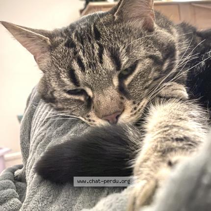 Foto 3/3 Sirius Chat perdido en Paris