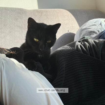 Foto 1/1 Djidji Chat perdido en Toulouse