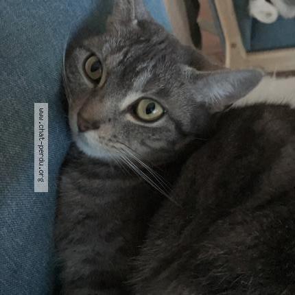 Foto 1/1 MAKI Chat perdido en Lagraulet saint nicolas