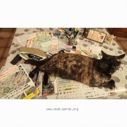 Foto 1/1 Pépette Chat perdido en Durfort et saint martin de sosse