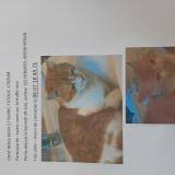 Foto del gato perdido en Verlin