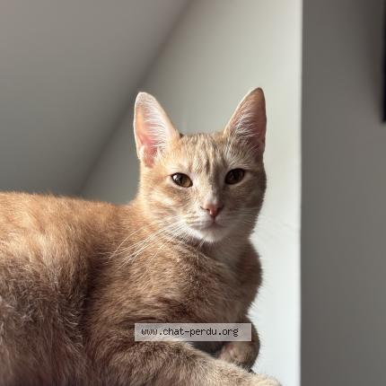 Foto 1/1 Mimine Chat perdido en Moulins