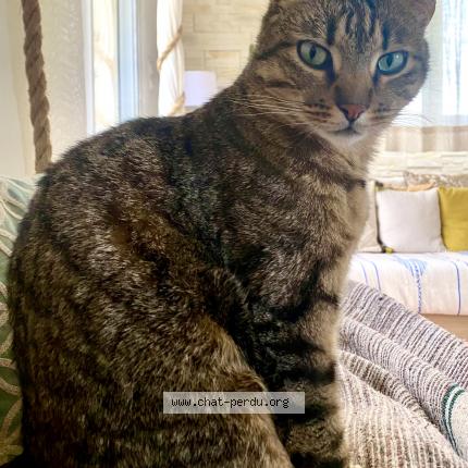 Foto 1/1 Titou Chat perdido en Champfremont