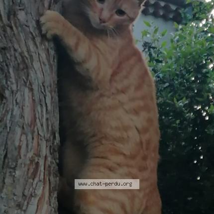 Foto 1/1 Disney Chat perdido en La batie rolland