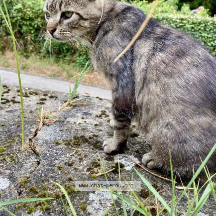 Foto 1/1 Gato encontrado Encontrado en Saint pierre des nids