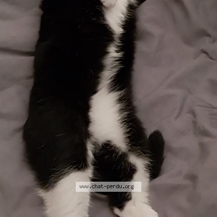 Foto 1/1 DONNY Chat perdido en Saint etienne sur chalaronne