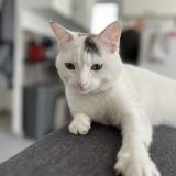 Foto del gato perdido en Gignac La Nerthe