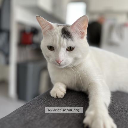 Foto 1/1 Amy Chat perdido en Gignac la nerthe