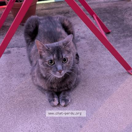 Foto 1/1 Destinys Chat perdido en Paris