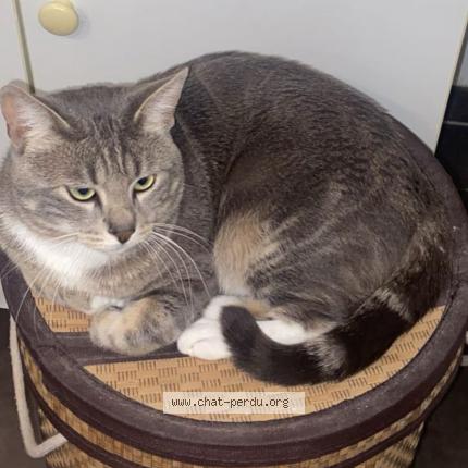 Foto 1/1 Sultan Chat perdido en Massy