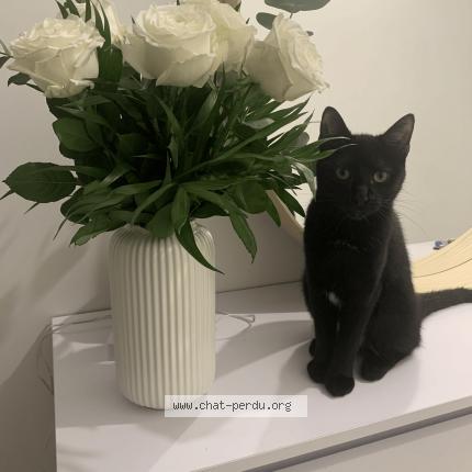 Foto 1/1 Vini Chat perdido en Lyon