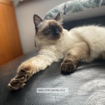 Foto 4/4 Louna Chat perdido en Chatenois