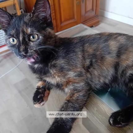 Foto 1/1 Chelsea Chat perdido en Vivier au court