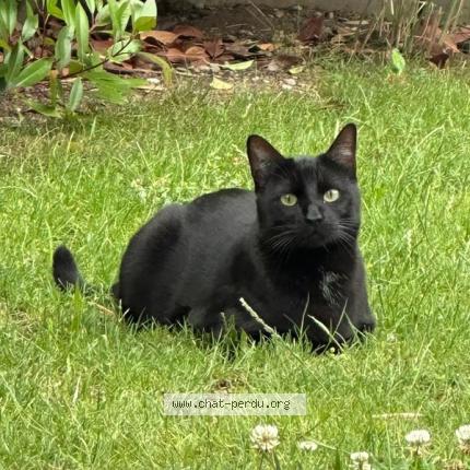 Foto 1/1 ASKO Chat perdido en 67870 griesheim pres molsheim