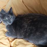 Foto del gato perdido en Rennes