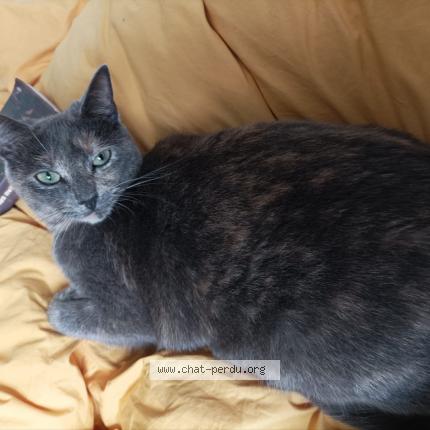 Foto 1/1 Gato encontrado Perdido en Rennes