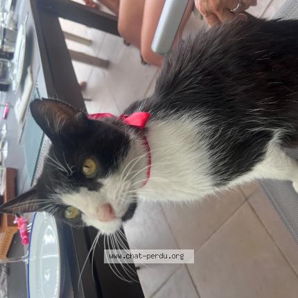 Foto 1/1 Bounty Chat perdido en Valencin