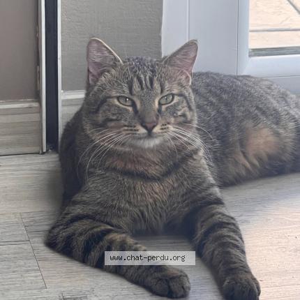 Foto 1/1 Minou Chat perdido en Meyzieu