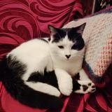 Foto del gato perdido en Masseret