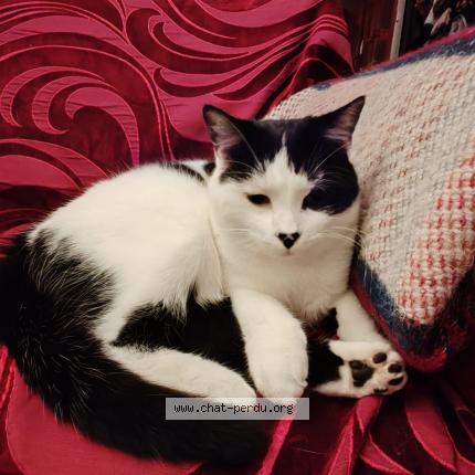 Foto 1/1 MINTI Chat perdido en Masseret