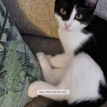 Foto 1/1 Lola minerva Chat perdido en Bosmie l aiguille