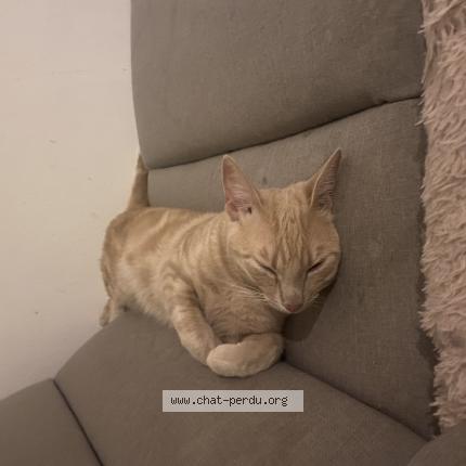 Foto 1/1 Praline Chat perdido en Rouen