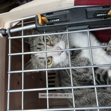 Foto 1/1 Gato encontrado Encontrado en Lauris