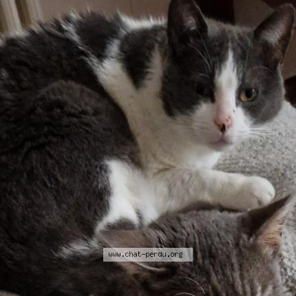 Foto 1/1 Claude Chat perdido en Chartrettes