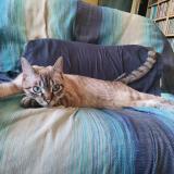 Foto del gato perdido en Sainte Pazanne