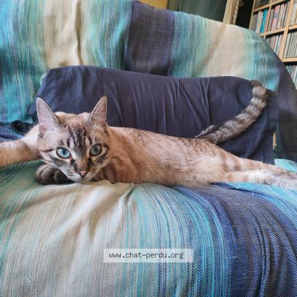 Foto 1/1 Maki Chat perdido en Sainte pazanne