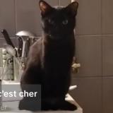 Foto del gato perdido en Montbeliard