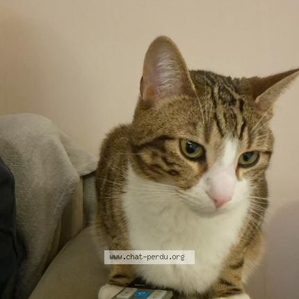 Foto 1/1 T'choupi Chat perdido en Saint etienne du rouvray