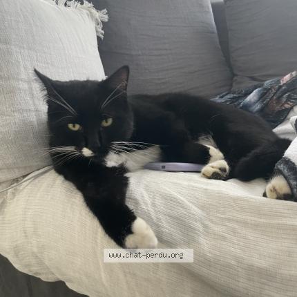 Foto 1/1 Newton Chat perdido en Michery