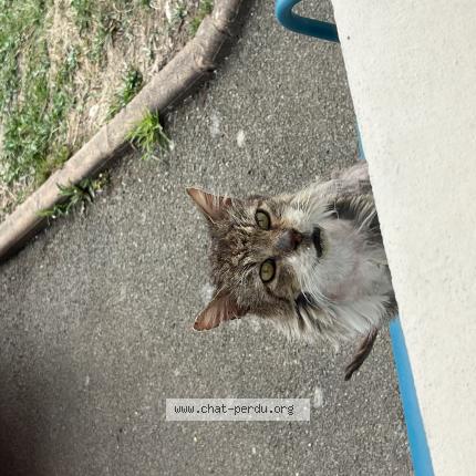 Foto 1/1 Gato encontrado Encontrado en Seiches sur le loire