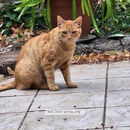 Foto 1/1 Gato encontrado Encontrado en St lubin en vergonnois