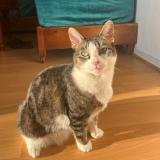 Foto del gato perdido en Renne