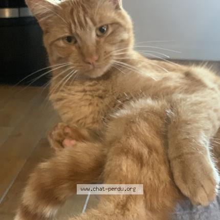 Foto 1/1 Uber Chat perdido en Fressines