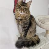 Foto del gato perdido en Rolleville