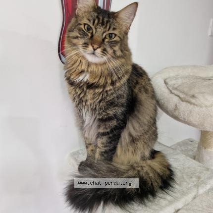 Foto 1/1 Dobby Chat perdido en Rolleville