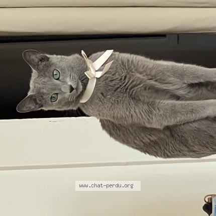 Foto 1/1 Nana Chat perdido en Glion