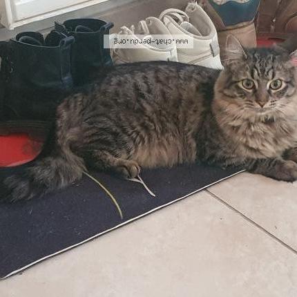 Foto 1/1 Gato encontrado Perdido en Gemeaux