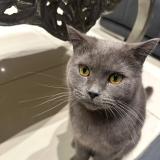 Foto del gato perdido en Etrembiere