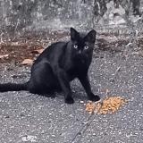Foto de gato encontrado en Chambery