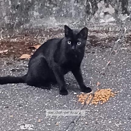 Foto 2/2 Gato encontrado Encontrado en Chambery