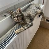 Foto del gato perdido en Feigeres