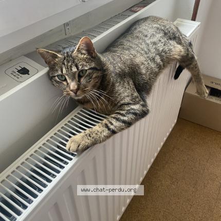 Foto 1/1 Umber Chat perdido en Feigeres